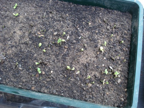 What is left of the zinnia seedlings